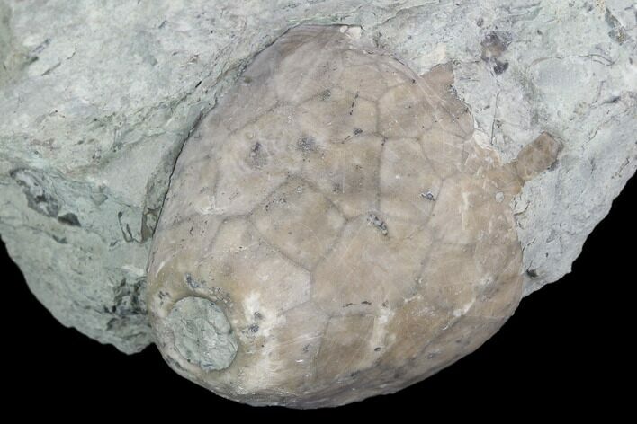 Fossil Crinoid (Eucalyptocrinus) Calyx on Rock - Indiana #127322
